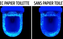 Pourquoi le papier toilette sur la lunette des WC est une fausse bonne idée