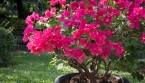 Comment faire pousser et fleurir un bougainvillier en pot 🌸