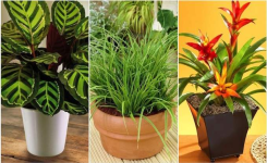 7 Plantes d’Intérieur Qui Poussent en Absence de Lumière de Soleil