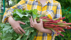 Comment cultiver la rhubarbe : conseils de plantation et d'entretien