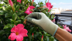 Votre dipladénia fait des feuilles mais plus de fleurs ? Découvrez le secret pour le faire refleurir tout l'été