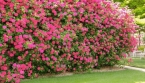 Créer un brise-vue naturel au jardin : pourquoi le Weigela est un excellent choix