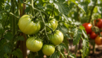 Vos tomates ne rougissent pas ? Voici les causes