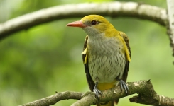 Le Loriot d’Europe revient en avril : comment l’attirer chez vous