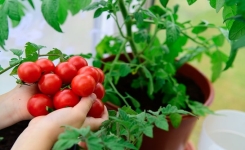  🍅✨ Les meilleures plantes compagnes pour les tomates ✨🍅