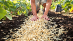 Pourquoi faut-il pailler le jardin en été ?