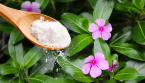 🌸 Protégez Vos Fleurs avec du Bicarbonate de Soude : Une Astuce Naturelle et Efficace