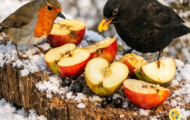 ❄️ Grand froid : comment aider les oiseaux à mieux se nourrir en hiver