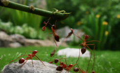 Comment combattre les fourmis dans votre jardin : Solutions efficaces et naturelles