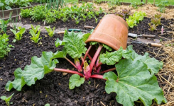 Améliorer sa rhubarbe naturellement dès le printemps