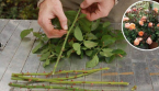 Comment reproduire des roses à partir de la tige pour en obtenir des dizaines