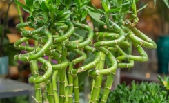 Comment entretenir le bambou porte-bonheur pour qu’il s’épanouisse et parfume votre intérieur