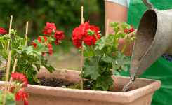 En septembre, plantez cette fleur ultra facile : elle revient chaque année avec très peu d’entretien