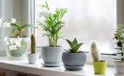 6 plantes décoratives très faciles à entretenir