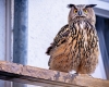 Hibou près de votre maison: signification