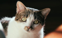 Ce que signifie un chat qui vous fixe longuement sans jamais cligner des yeux