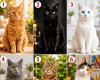 Quel chat adopteriez-vous ? Découvrez ce que cela pourrait dire de vous