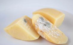 Peut-on couper la partie moisie d’un fromage et manger le reste ?