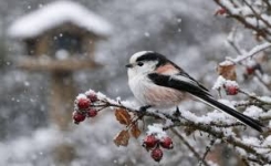 Des ortolans dans votre jardin ? Qui sont vraiment ces petits oiseaux méconnus