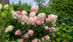 Hortensias : ce geste simple à faire en juin pour préserver de belles fleurs tout l'été
