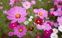 Comment cultiver des fleurs cosmos ?