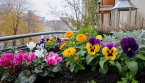 Septembre : semez ces 7 fleurs pour un jardin coloré pendant les mois froids