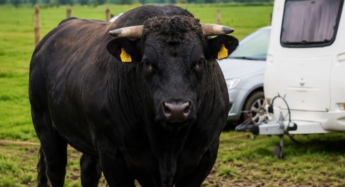Occupation illégale : un agriculteur utilise son taureau de 800 kg pour protéger son terrain
